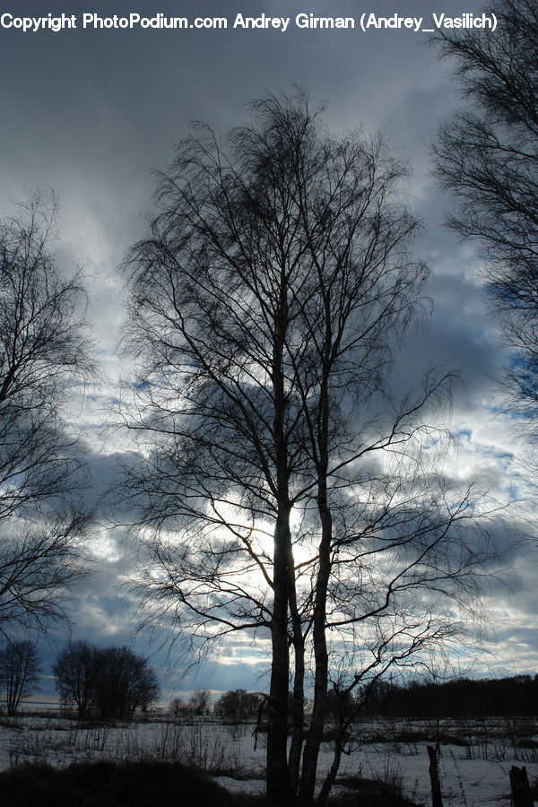 Plant, Tree, Land, Marsh, Outdoors, Swamp, Water