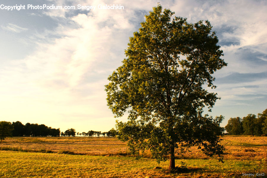 Field, Grass, Grassland, Land, Outdoors, Oak, Tree