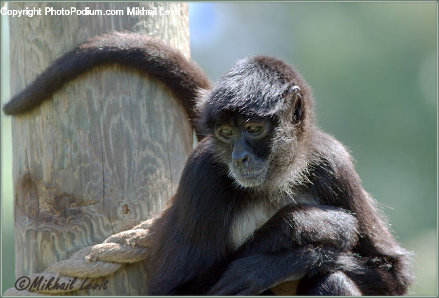Animal, Mammal, Monkey