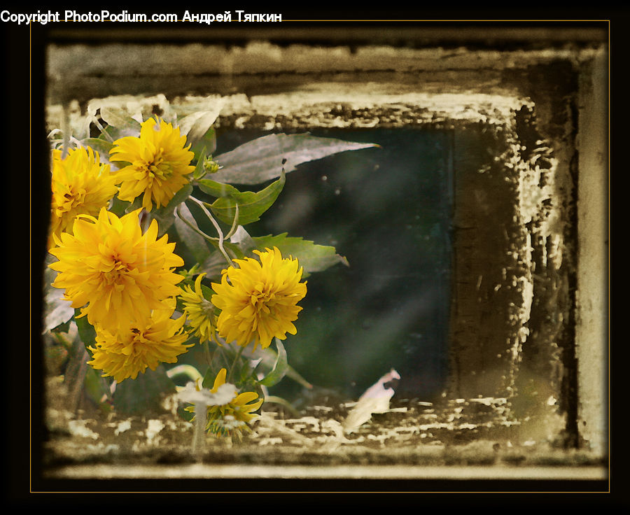 Asteraceae, Blossom, Flora, Flower, Plant, Daisies, Daisy