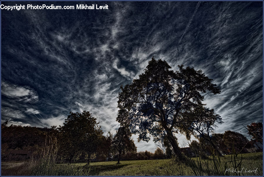 Oak, Tree, Wood, Plant, Countryside, Outdoors, Landscape