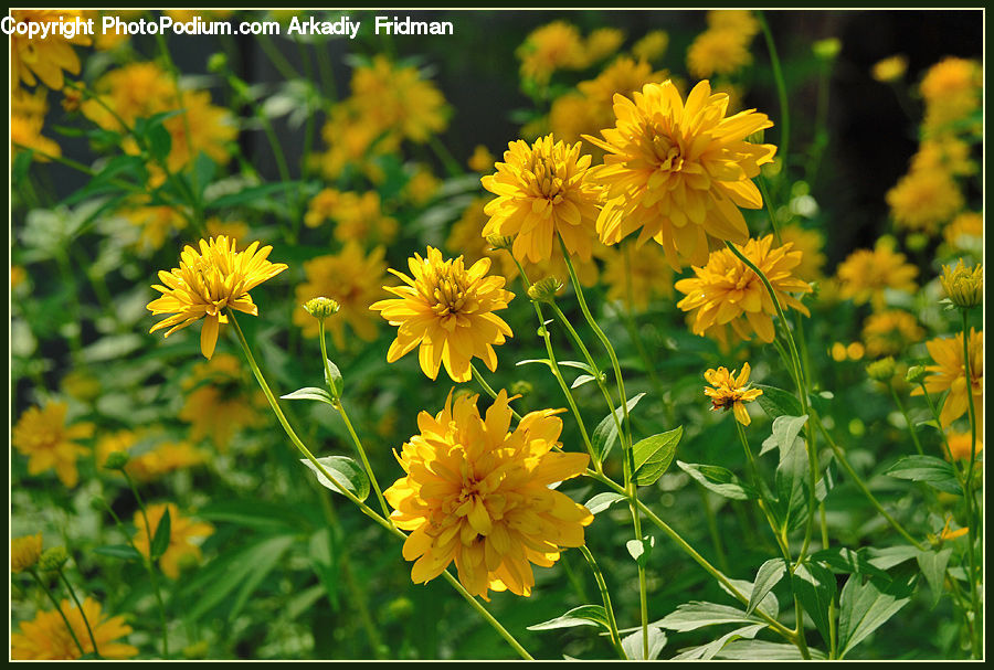 Asteraceae, Blossom, Flora, Flower, Plant, Daisies, Daisy