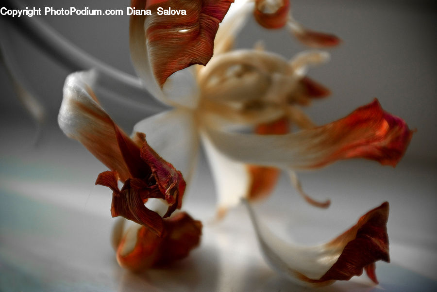 Flora, Flower, Gladiolus, Plant, Amaryllis, Blossom, Geranium