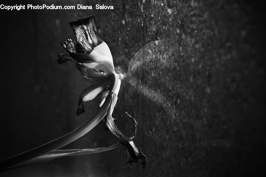 Art, Sculpture, Statue, Amaryllis, Flower, Plant, Blossom