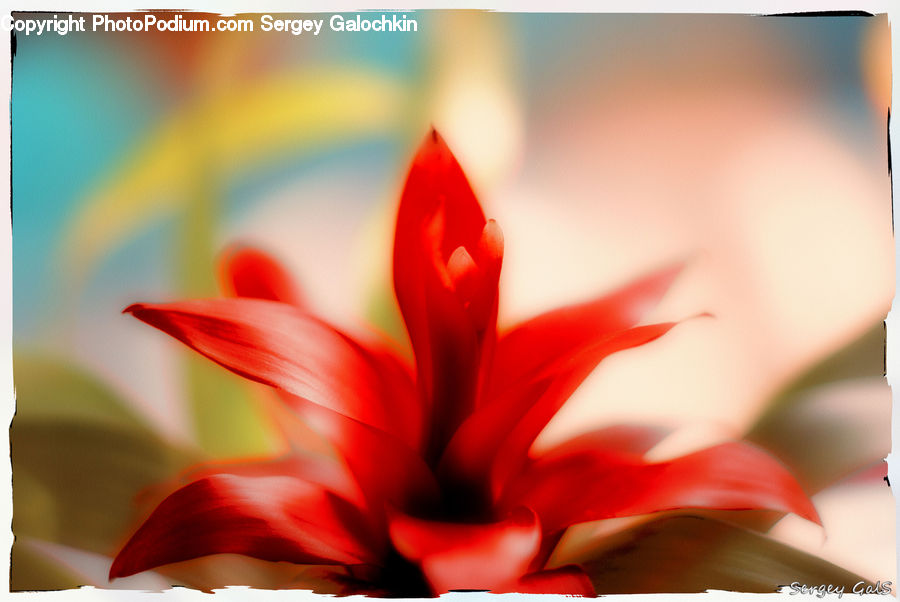 Flora, Flower, Gladiolus, Plant, Blossom, Geranium, Anther