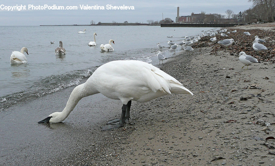 Bird, Swan, Waterfowl, Crane Bird, Heron, Goose, Animal