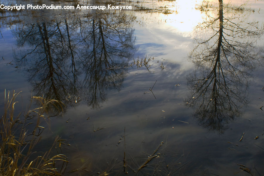 Land, Marsh, Pond, Swamp, Water, Plant, Vegetation