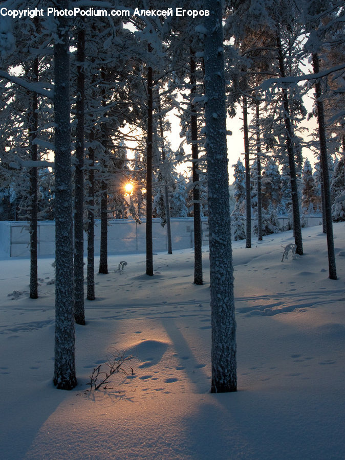 Conifer, Fir, Plant, Tree, Forest, Vegetation, Pine