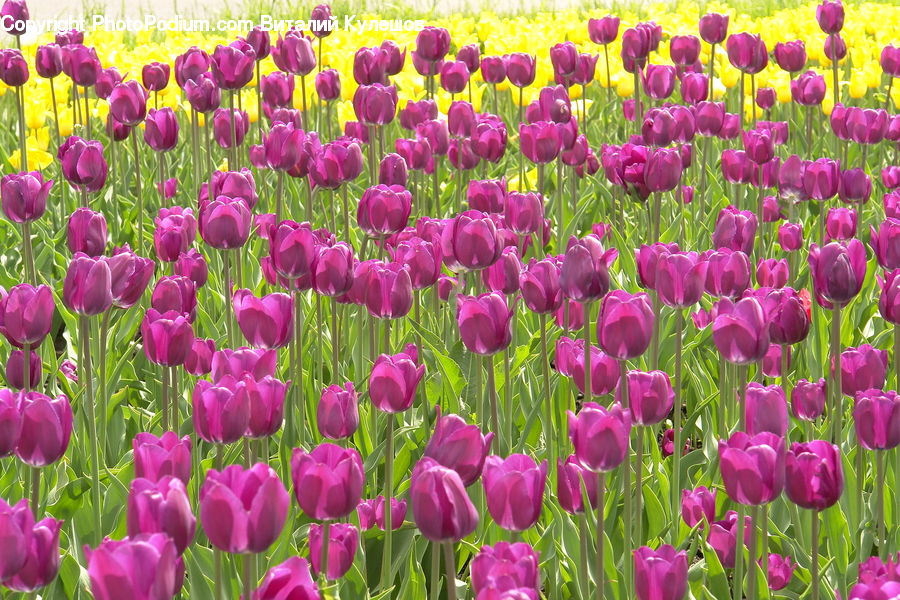 Blossom, Flora, Flower, Plant, Tulip, Crocus, Field