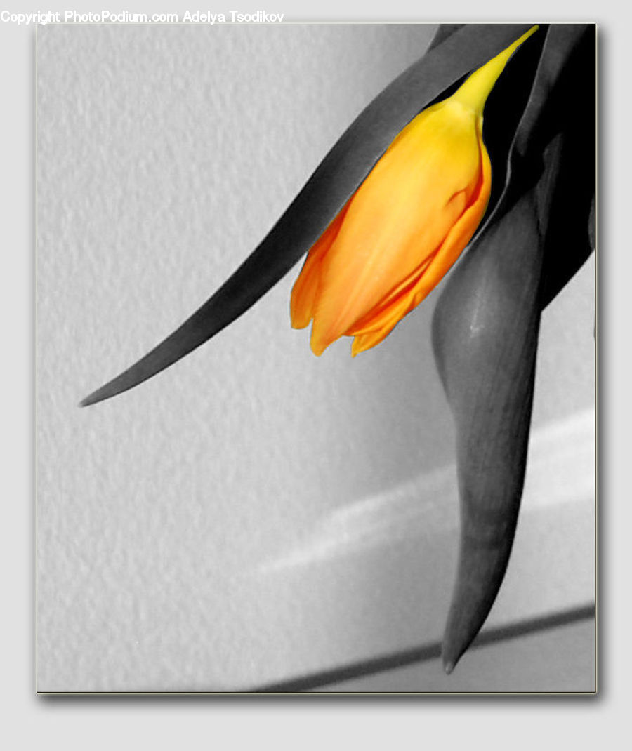 Blossom, Crocus, Flora, Flower, Plant