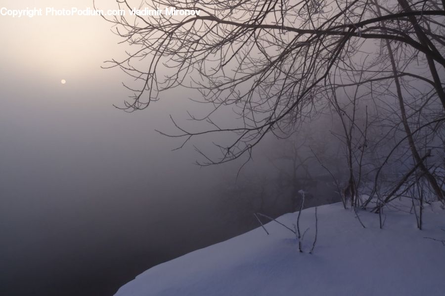 Fog, Landscape, Nature, Scenery, Plant, Tree, Forest