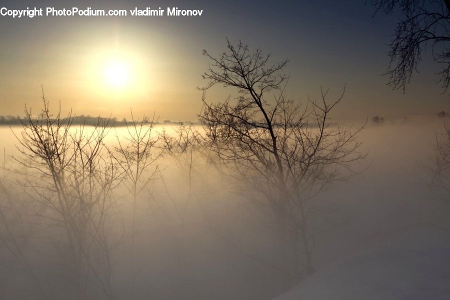 Plant, Tree, Fog, Dawn, Dusk, Sky, Sunrise