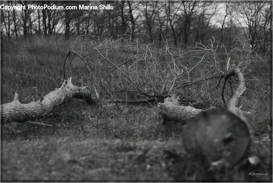 Animal, Deer, Elk, Mammal, Wildlife, Angus, Bull
