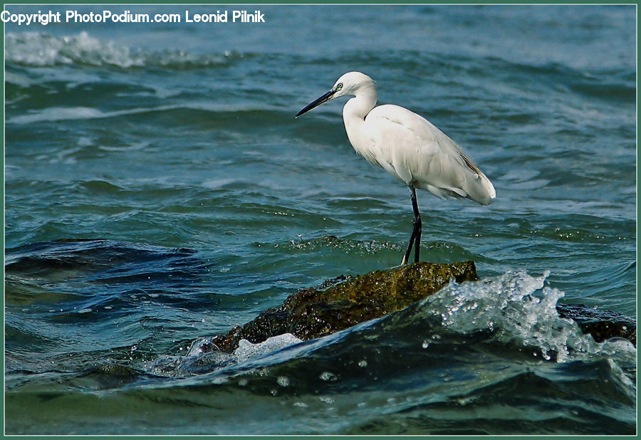 Ardeidae, Bird, Crane Bird, Heron, Water, Pelican, Arctic