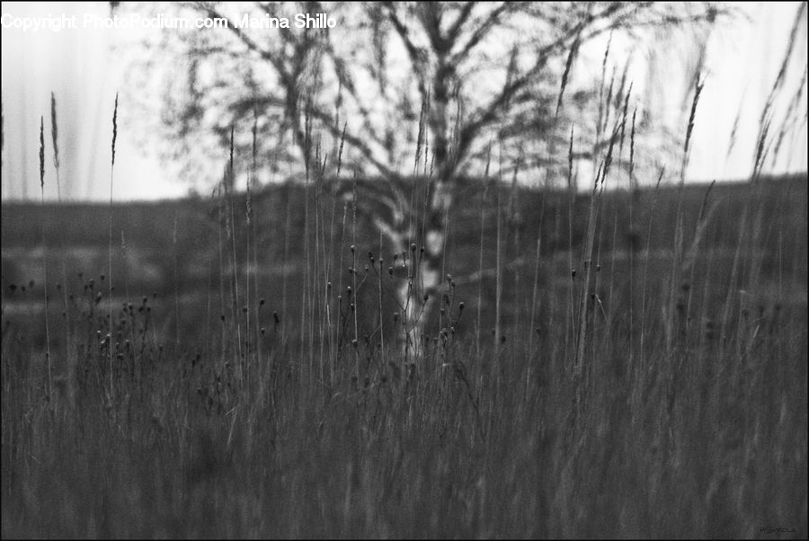 Birch, Tree, Wood, Plant, Grass, Reed, Forest