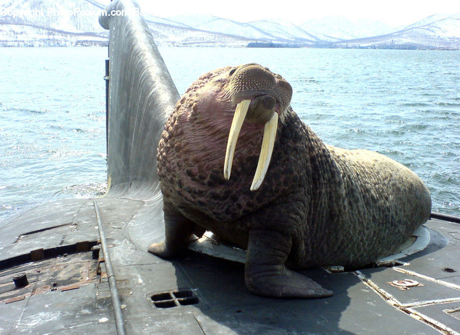 Animal, Mammal, Sea Life, Walrus