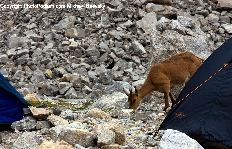 Animal, Deer, Mammal, Wildlife, Canine, Fox, Grey Fox