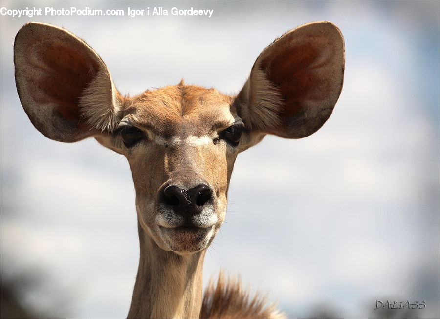Animal, Deer, Mammal, Wildlife, Bongo, Percussion