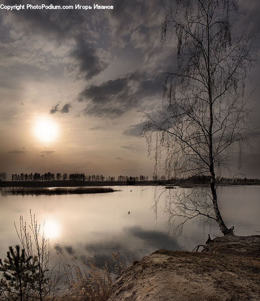 Grass, Plant, Reed, Flood, Conifer, Fir, Pine