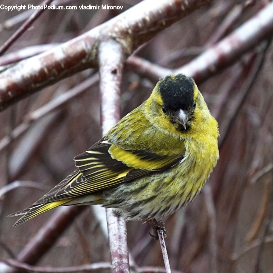Bird, Finch, Canary
