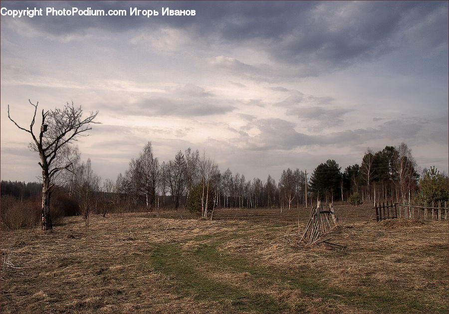 Plant, Tree, Field, Grass, Grassland, Land, Outdoors