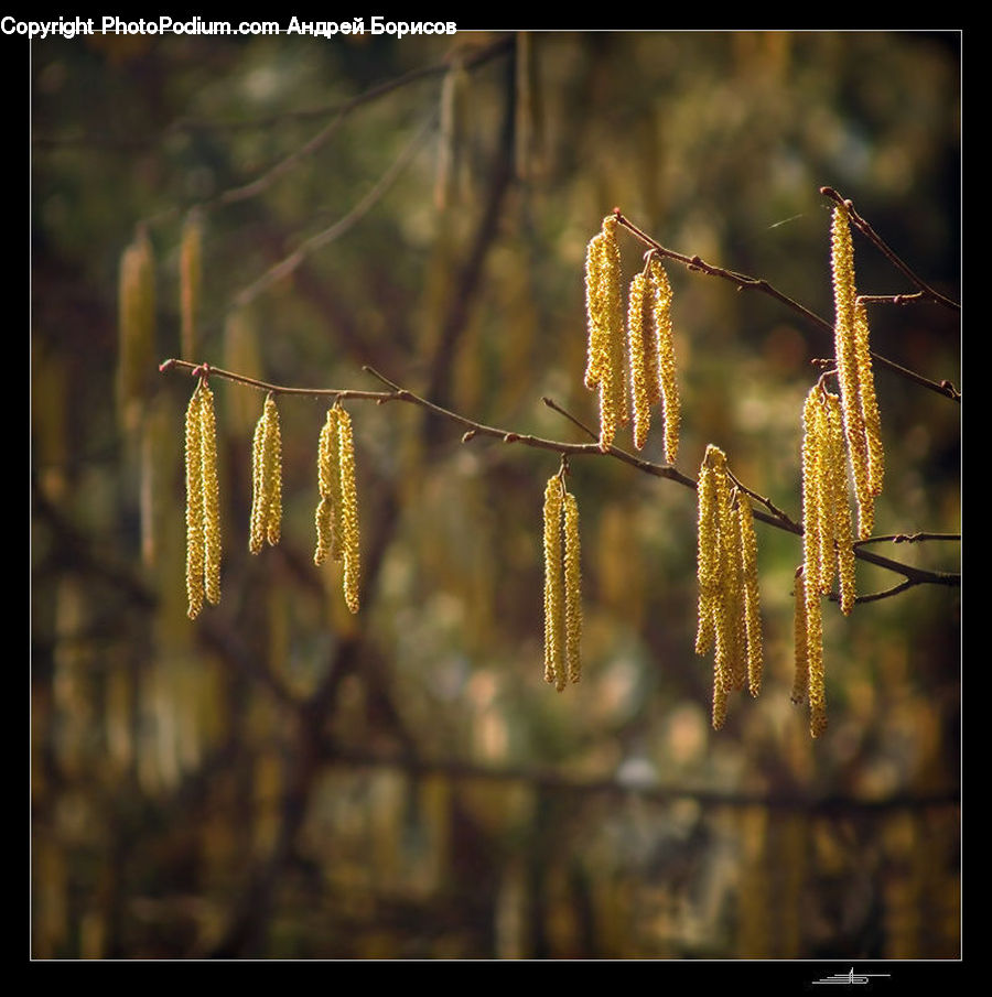 Conifer, Fir, Plant, Tree, Blossom, Flora, Flower