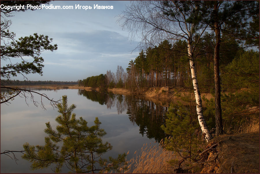 Plant, Potted Plant, Flood, Conifer, Fir, Tree, Pine