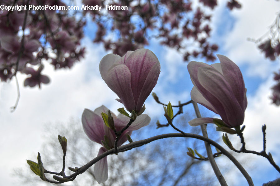 Blossom, Flora, Flower, Plant, Cherry Blossom, Bud, Crocus