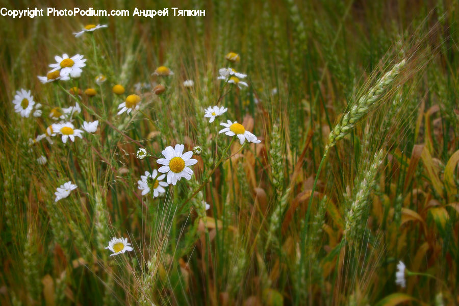 Field, Grass, Grassland, Plant, Daisies, Daisy, Flower