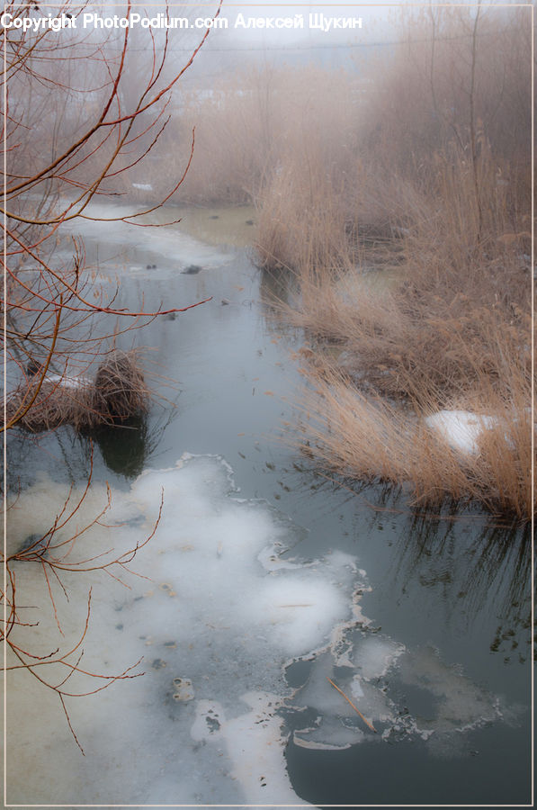 Land, Marsh, Pond, Swamp, Water