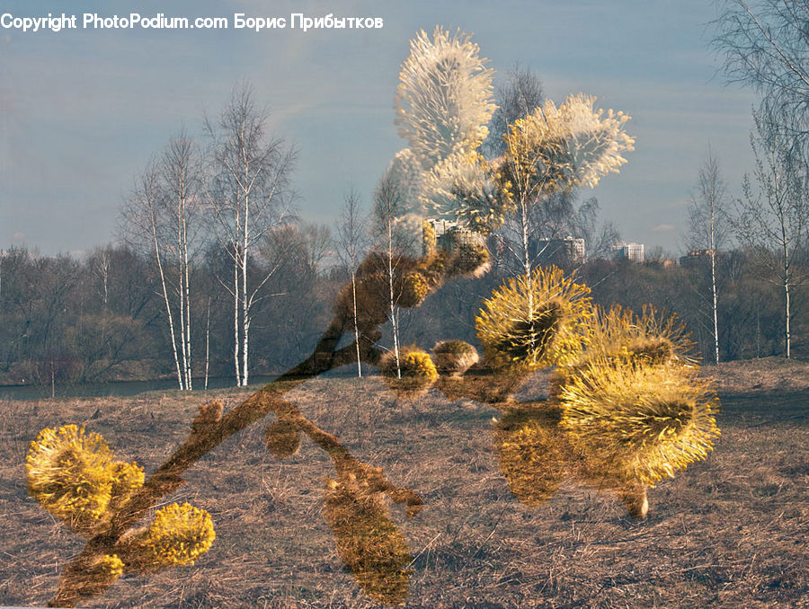 Frost, Ice, Outdoors, Snow, Conifer, Fir, Plant