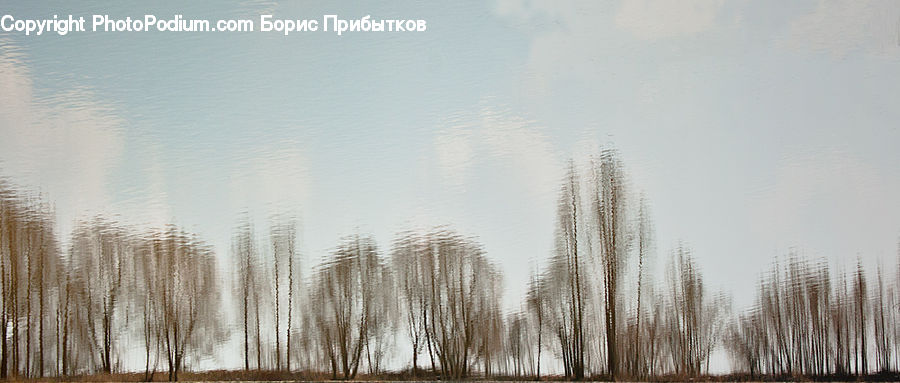 Grass, Plant, Reed, Field, Grassland, Fog, Grain