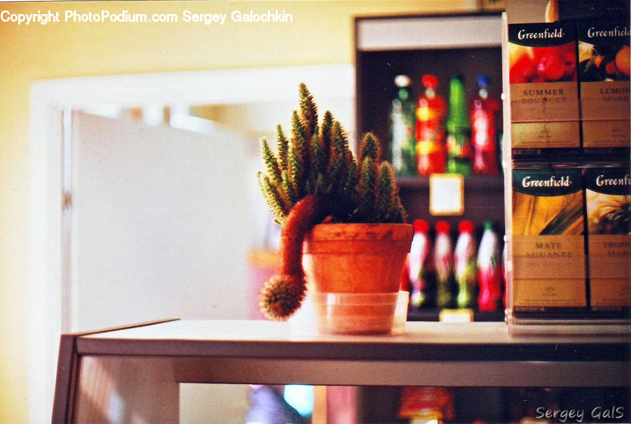 Plant, Potted Plant, Book, Text, Shop, Dining Table, Furniture