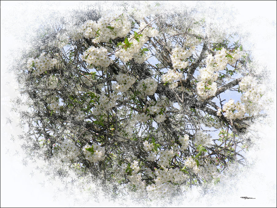 Blossom, Flora, Flower, Plant, Cherry Blossom, Bush, Vegetation