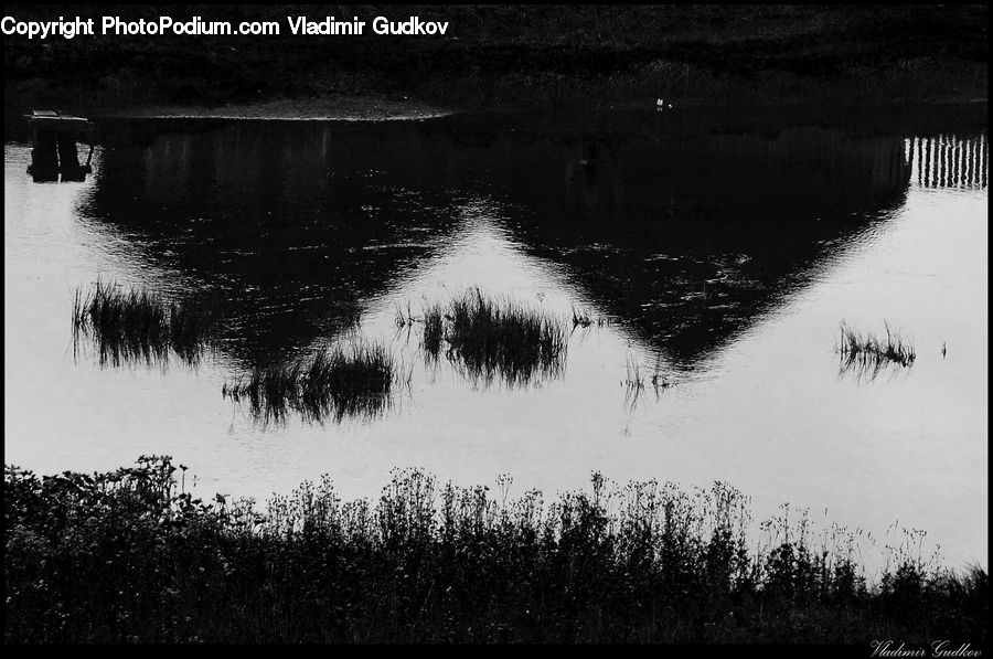 Land, Marsh, Outdoors, Swamp, Water, Grass, Plant