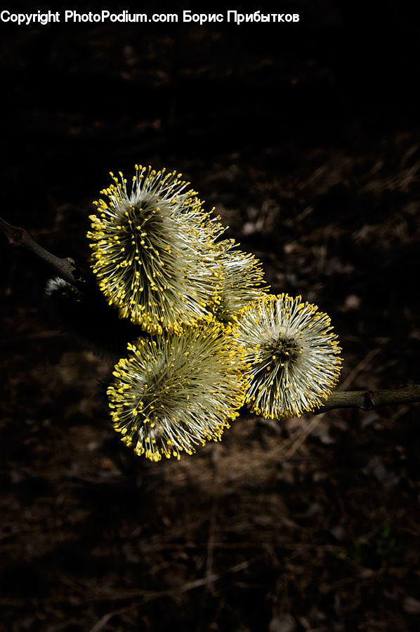 Dandelion, Flower, Plant, Flora, Pollen, Blossom, Abies