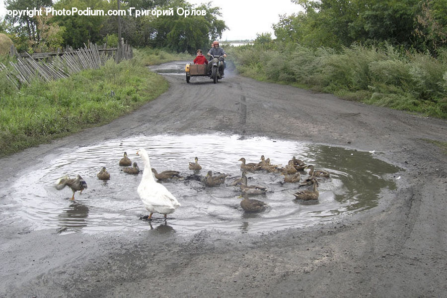 Plant, Potted Plant, Bird, Waterfowl, Atv, Forest, Grove