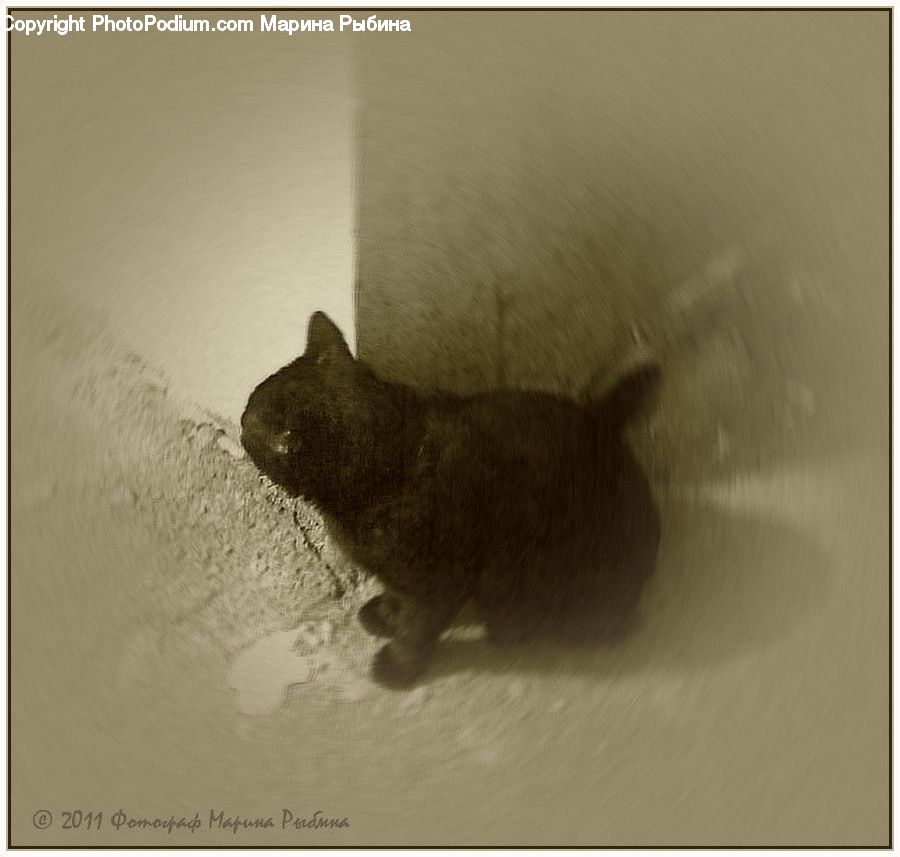 Animal, Cat, Mammal, Manx, Pet, Abyssinian