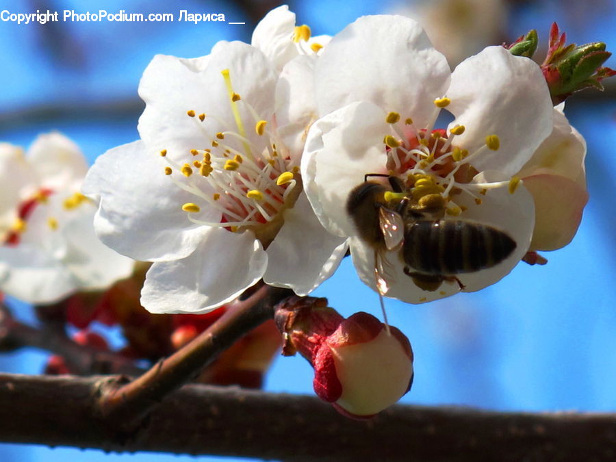 Blossom, Cherry Blossom, Flower, Flora, Plant, Apidae, Bee