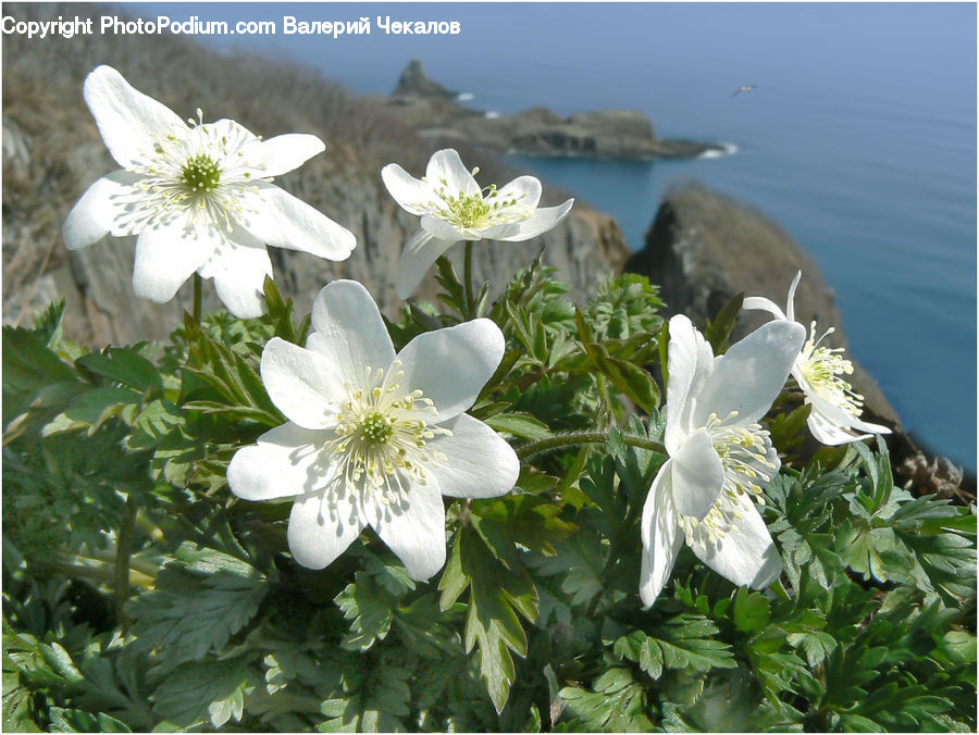 Blossom, Flora, Flower, Plant, Anemone, Geranium, Aquilegia