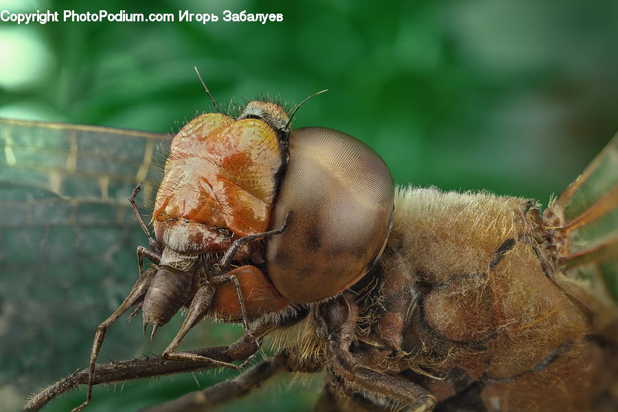 Arachnid, Garden Spider, Insect, Invertebrate, Spider, Cockroach, Cricket Insect