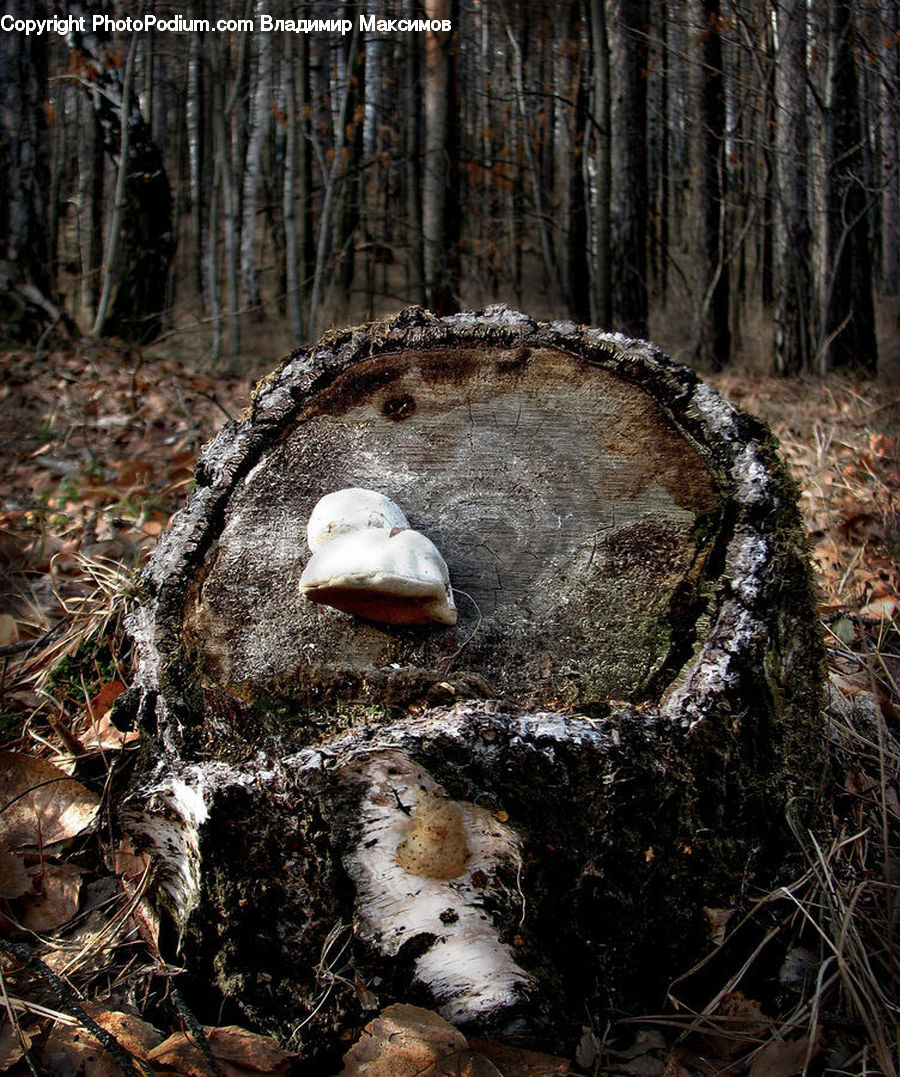 Agaric, Amanita, Fungus, Mushroom, Plant, Birch, Tree