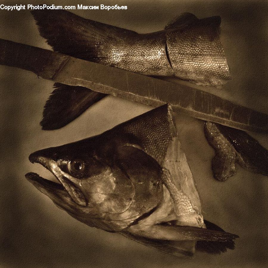 Bonito, Coho, Fish, Sea Life, Trout, Outdoors, Sand