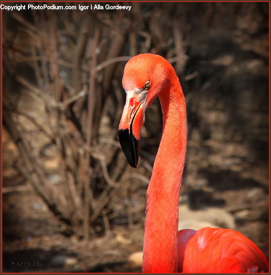 Bird, Flamingo, Flock, Beak