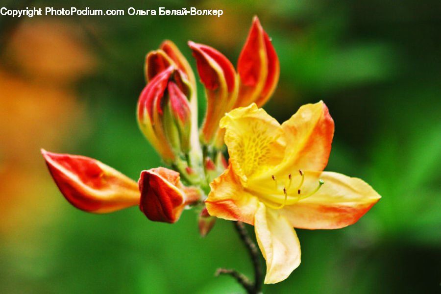Flora, Flower, Lily, Plant, Gladiolus, Blossom, Geranium