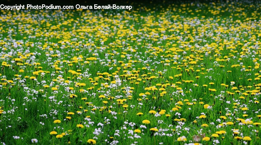 Blossom, Daffodil, Flora, Flower, Plant, Field, Grass