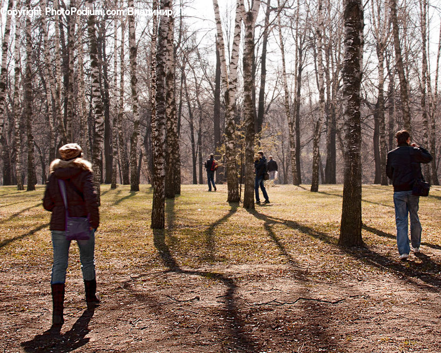 Human, People, Person, Leisure Activities, Walking, Forest, Vegetation