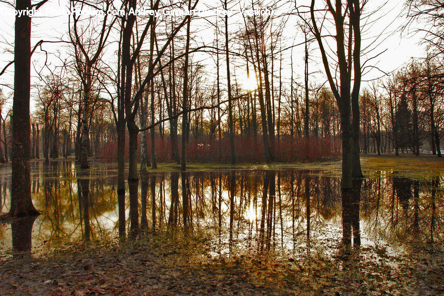 Land, Marsh, Outdoors, Swamp, Water, Flood, Forest