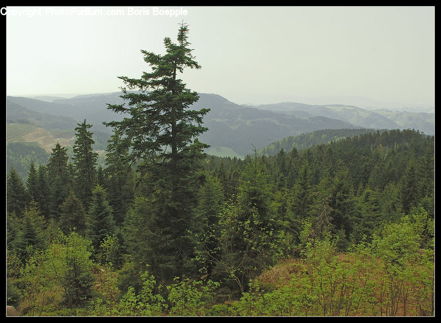 Conifer, Fir, Plant, Tree, Spruce, Wood, Outdoors