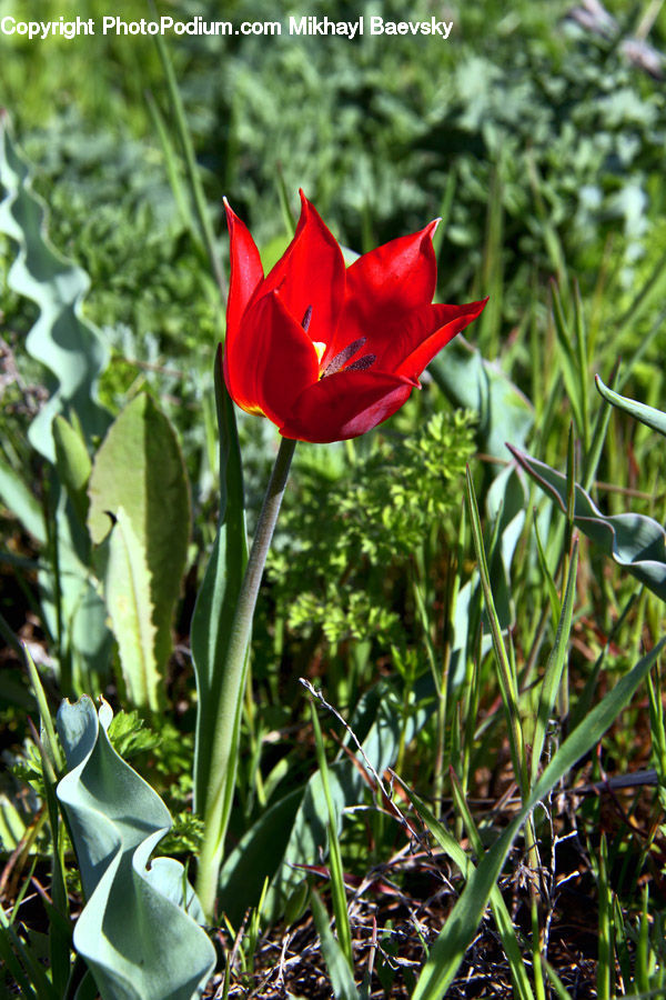 Blossom, Flora, Flower, Plant, Tulip, Gladiolus, Aloe